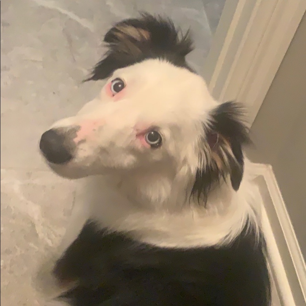 Meet your Posher, Sam